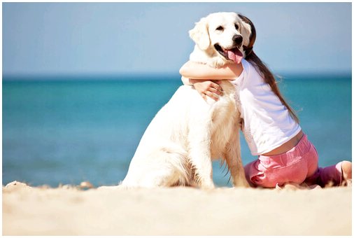 10 жизненных уроков, которые мы можем извлечь у собак
