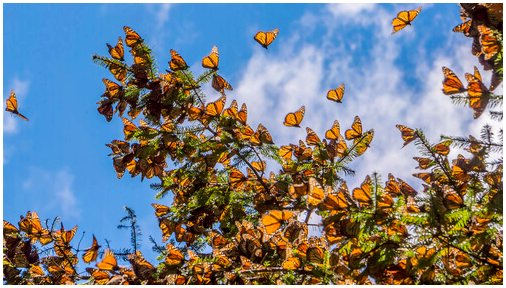 Невероятная одиссея бабочек-монархов