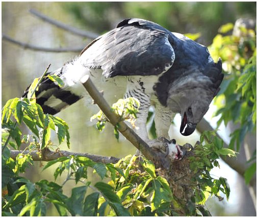 Орел гарпия: среда обитания и характеристики