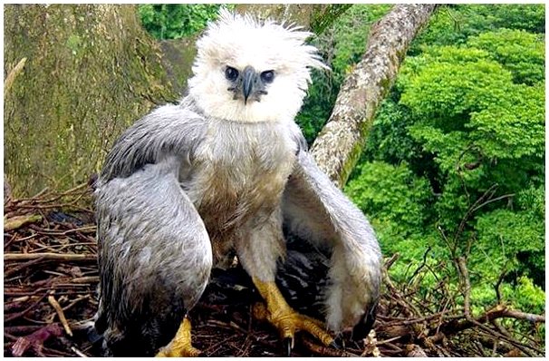 Орел гарпия: среда обитания и характеристики