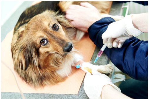 Как гиперпаратиреоз влияет на собак