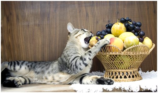 Откройте для себя фрукты, которые могут есть кошки