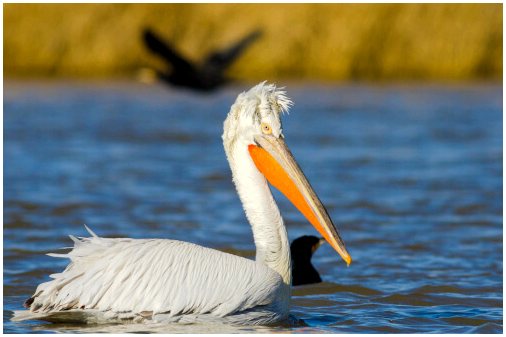 Пеликаны: славятся своими огромными клювами