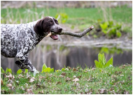 Почему бросание палки в собаку может стоить ему жизни