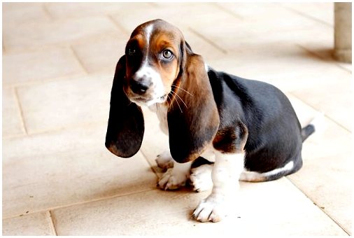 Почему бывают собаки с висячими ушами?