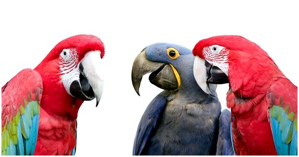 Понимают ли попугаи, что говорят?