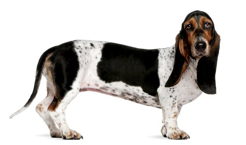 Познакомьтесь с нормандским артезианским бассетом, удивительной собакой.