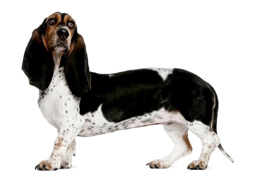 Познакомьтесь с нормандским артезианским бассетом, удивительной собакой.