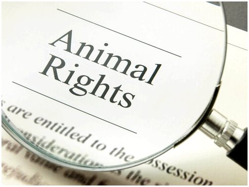 Закон о животных в Испании, регулируемое образование?