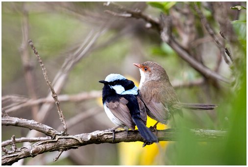 Птица понимает других птиц разных видов