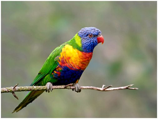 Радужный попугай - одна из самых красивых птиц в мире
