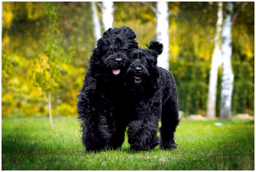 Русский черный терьер: отличный сторожевой пес