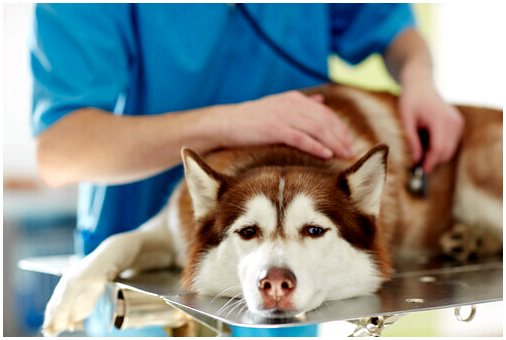 Кровавый понос у собак: причины и лечение