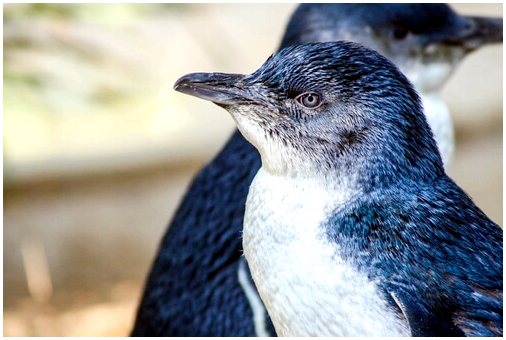 Синий пингвин, самый маленький в мире