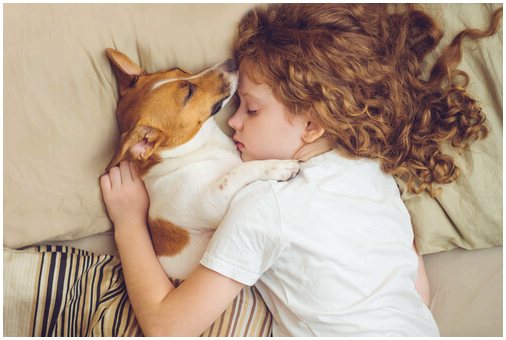 Сон с домашним животным: это безопасно?