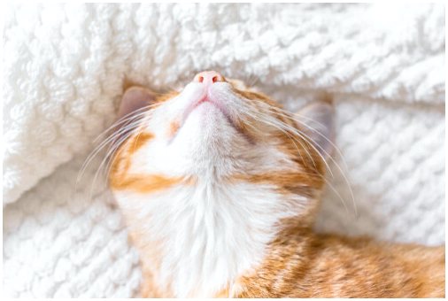 Сколько сна нужно кошкам?