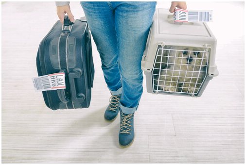 5 советов по путешествию на общественном транспорте с домашним животным