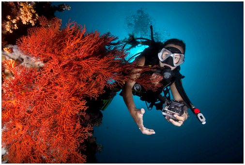 Кораллы и микроскопические водоросли