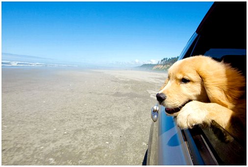 Советы по путешествию за границу с собакой