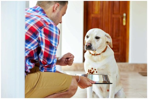 Рекомендуемая диета для собаки с почечной недостаточностью