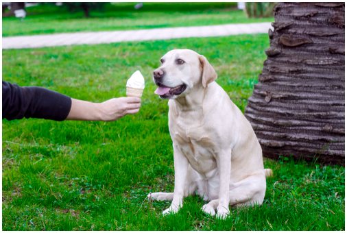 Вкусные рецепты фруктового мороженого для собак