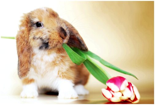 Как проходит линька у кроликов и хорьков?