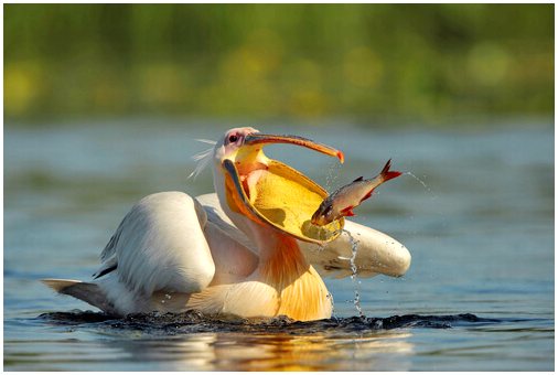 Все о пеликане обыкновенном