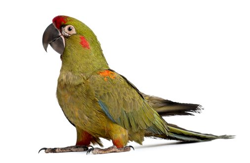 Вымирающие попугаи Боливии: красный лобный парабан