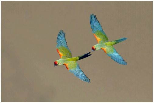Вымирающие попугаи Боливии: краснолобый парабан