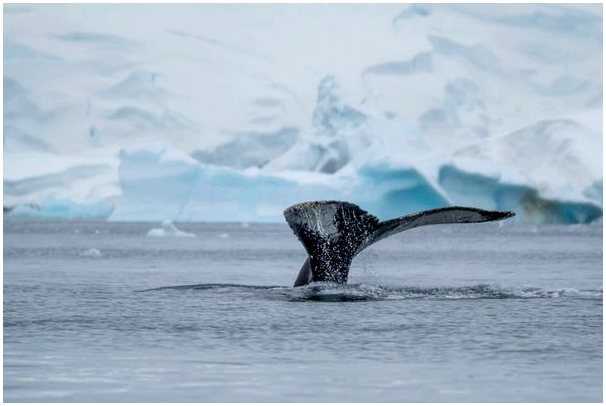 Whalien 52: самый одинокий кит в мире