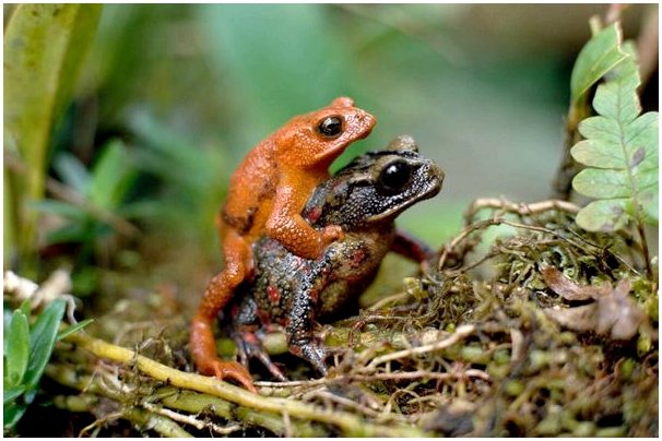 Золотая жаба: жертва глобального потепления