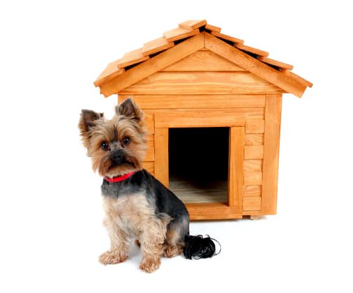 5 советов, которые помогут украсить собачий домик