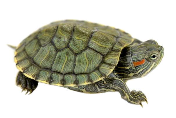 Почему флоридская черепаха запрещена в качестве домашнего животного?