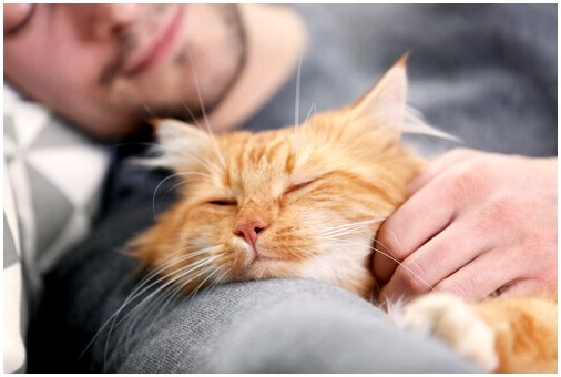 5 вещей, которые следует помнить перед сном с кошкой