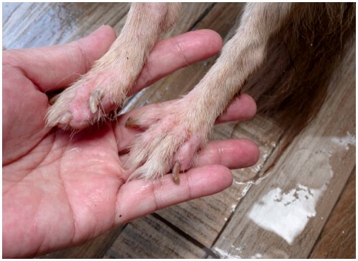 Аллергии у собак: насколько они распространены?
