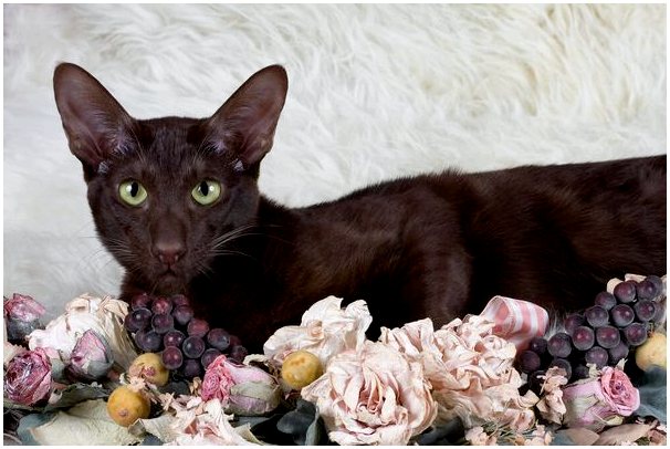 Гаванская кошка, характеристика и уход