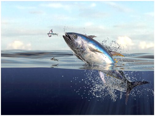 Голубой тунец: рацион и характеристика