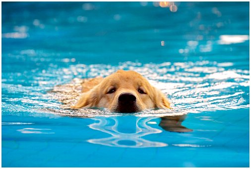 Виды игр в бассейне с собакой