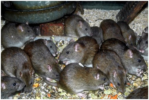 Информация о коричневой крысе