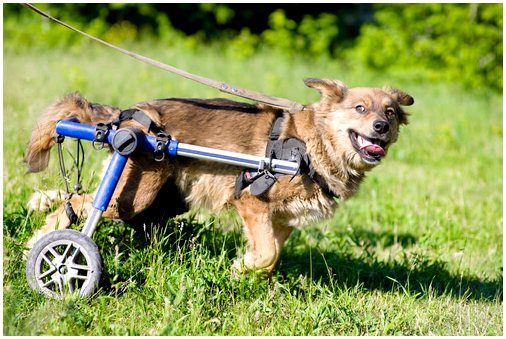 Откройте для себя жизнь собак в инвалидных колясках