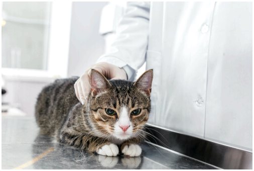 Эпилепсия и судороги у кошек: причины и лечение
