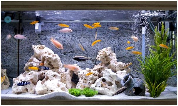 Как долго рыбы живут в вашем аквариуме?