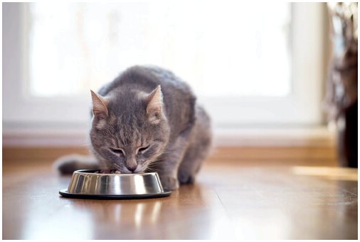 Как кормить кастрированного кота