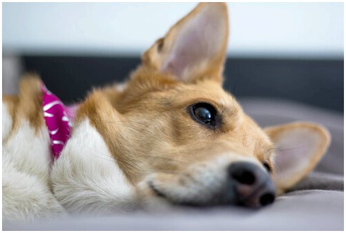 Сухость в носу у собаки: когда стоит волноваться?