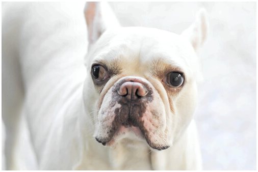 Косоглазие у собак: причины и лечение