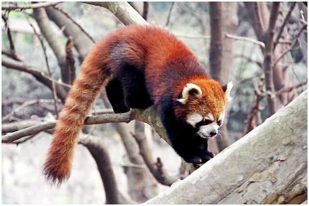 Красная панда: поведение и среда обитания