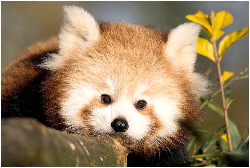 Красная панда: поведение и среда обитания