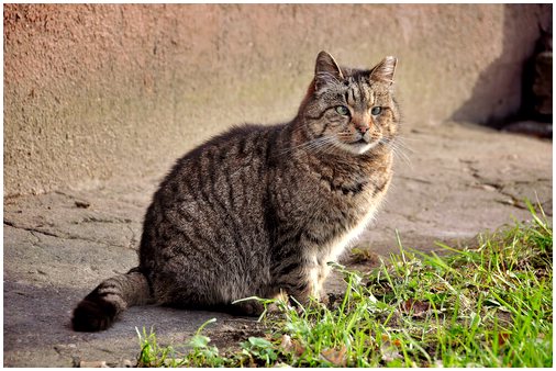 Лечение острой диареи у кошек