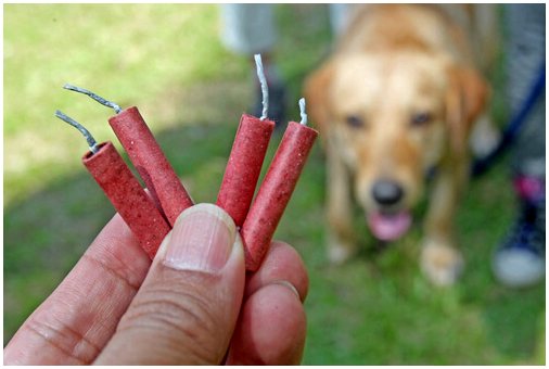 Метод Теллингтона Тач: повязки для собак, опасающихся пиротехники