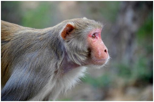 Могилы животных: 4000-летняя обезьяна